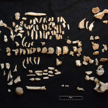 The cremated bone from Cremation 4 laid out after micro-excavation, washing and drying. © Copyright ARS Ltd