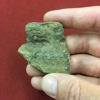 Rim sherd from a Peterborough Ware vessel recovered from the site.