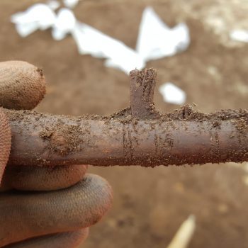 This decorated bone comb was found on the edge of the wetland.