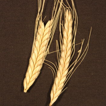 Triticum monocum (ear). © Copyright ARS Ltd 2020